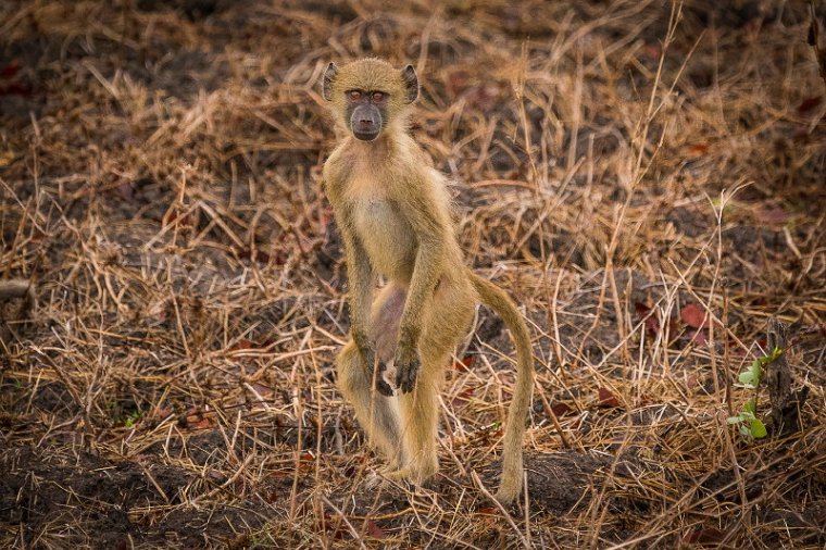 112 Zambia, South Luangwa NP, baviaan.jpg